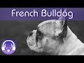 Music for French Bulldogs! Keep Your Frenchie Calm and Relaxed with this Soothing Music!