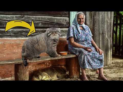 Unglaublich: Wie eine ungewöhnliche Katze das Leben einer Großmutter veränderte! #katze #tiere