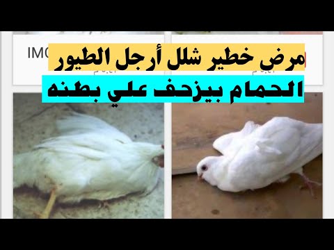 , title : 'الحمام مش قادر يوقف علي رجله وبيزحف علي بطنه تعرف علي أخطر الأمراض'