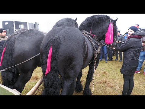 Armăsarii lui Ilie Bahan de la Solca - Bucovina 2022