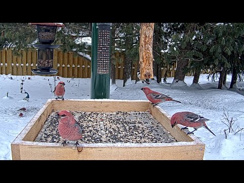 Pine Grosbeaks Stake Out Four Corners At The Ontario FeederWatch Cam | Jan. 5, 2026