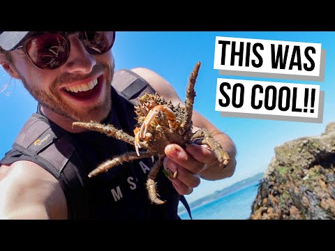 Coastal Foraging in Pembrokeshire Wales | Catching and Cooking Our Seafood Haul!