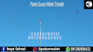 Download lagu Tes suara walet SP Kunci Sukses dari @pakarwalet mp3 Download lagu Tes suara walet SP Kunci Sukses dari @pakarwalet mp3