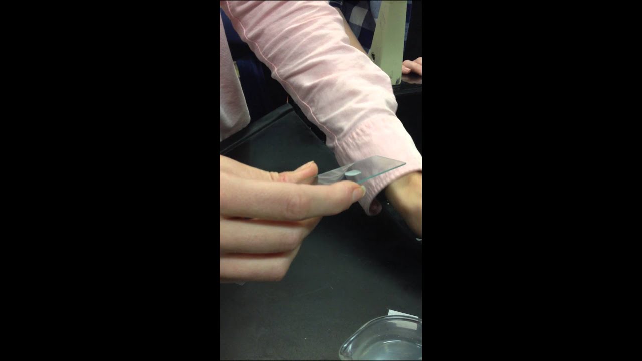 How to prepare a wet-mount slide