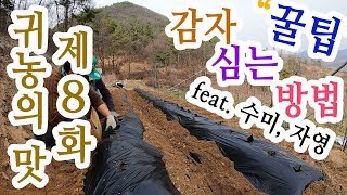 감자 심는 방법 꿀팁~!