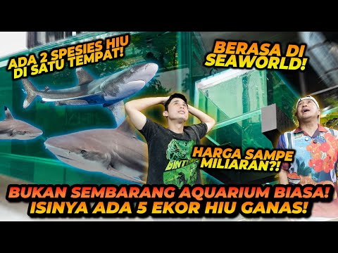 IRFAN HAKIM KEEPS A SHARK AT HOME ! JAPANESE KOI BECOME SHARK FOOD ! FEELS LIKE SEAWORLD!