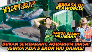 Download lagu IRFAN HAKIM KEEPS A SHARK AT HOME ! JAPANESE KOI BECOME SHARK FOOD ! FEELS LIKE SEAWORLD! mp3 Download lagu IRFAN HAKIM KEEPS A SHARK AT HOME ! JAPANESE KOI BECOME SHARK FOOD ! FEELS LIKE SEAWORLD! mp3