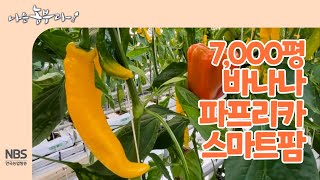 [나는농부다 233회] 7,000평 바나나 파프리카 스마트팜