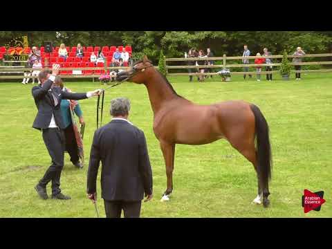 N.31 BATALAH DE CARTHEREY - Bruges 2018 C European - 2 Years Old Fillies (Class 3)