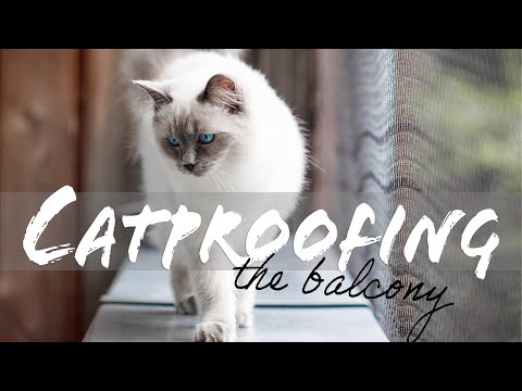 CATPROOFING our balcony: Kittens go outside! | Ragdolls Pixie and Bluebell