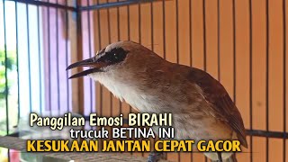 Download lagu Trucuk BETINA memanggil Jantan Suara Birahi Ngecuplik 100% pancingan trucukan gacor agar BUNYI EMOSI mp3 Download lagu Trucuk BETINA memanggil Jantan Suara Birahi Ngecuplik 100% pancingan trucukan gacor agar BUNYI EMOSI mp3