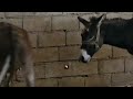 Female Donkey In Full Heat Mode Towards Male Donkey Rare Animal Behavior