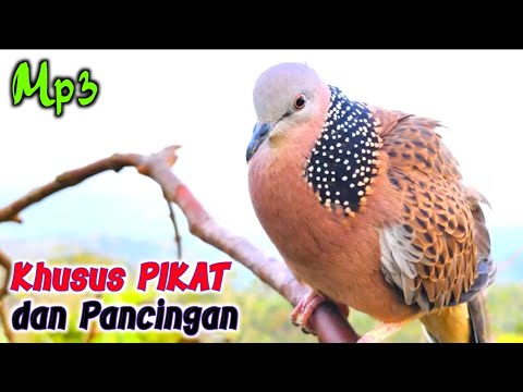 The sound of the bird Derkuku Kuk 2 Original Gacor attracts opponents