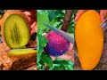Farm Fresh Ninja Fruit Cutting Fruit Farms In China Oddly Satisfying Fruit Ninja 1