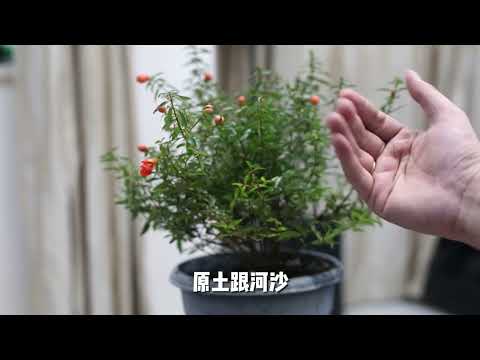 石榴盆栽