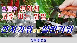 두번째 고추수확 - 전지가위냐 일반가위냐 어느것이 더 고추따는데 편한가