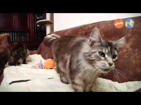 Elige tu raza - Maine Coon - Más que perros y gatos 8 | Fundación Affinity