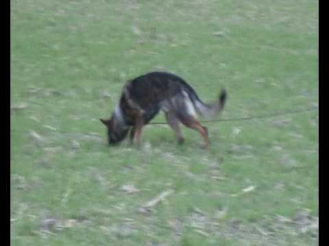 Jasper Suché Lazce - stopa