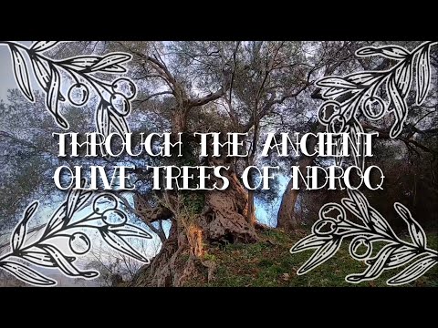 Through the ancient olivie trees of Ndroq