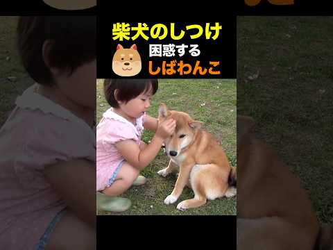 柴犬のしつけ #しばわんこ #shibainu #柴犬　#しばいぬ