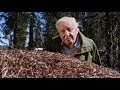 Empire Of The Ants 2020 BBC Documentary HD