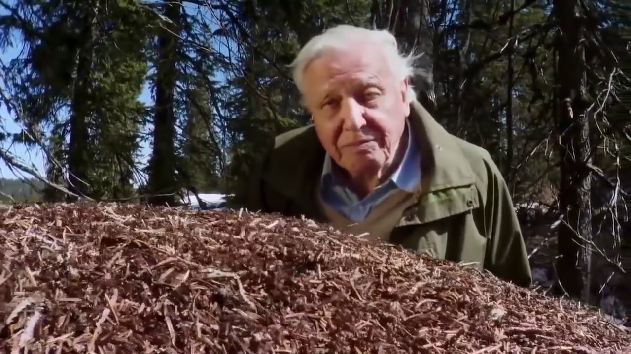 Attenborough and the Empire of the Ants