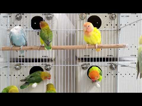 Lovebird sounds & activity’s 2 hours 44 minutes video