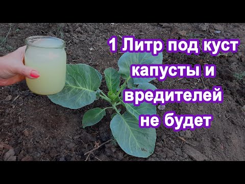 15 Капель Под капусту и вредители исчезли Боремся с слизнями гусеницами и подкармливаем кочан.