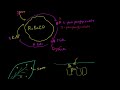 C-4 Photosynthesis: How Some Plants Avoid Photorespiration Video Tutorial