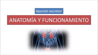 Anatomía y funcionamiento del aparato excretor.