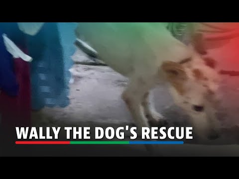 Abandoned dog rescued after being trapped inside a wall