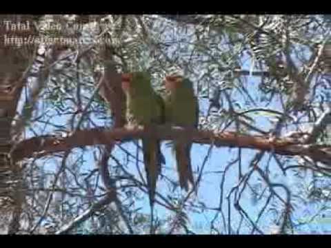 ME ALEJO DE TI (REMY LLAMOCA)