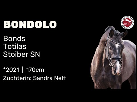 Bondolo *2021 von Bonds - Totilas | Hengstschau Sosath 2024