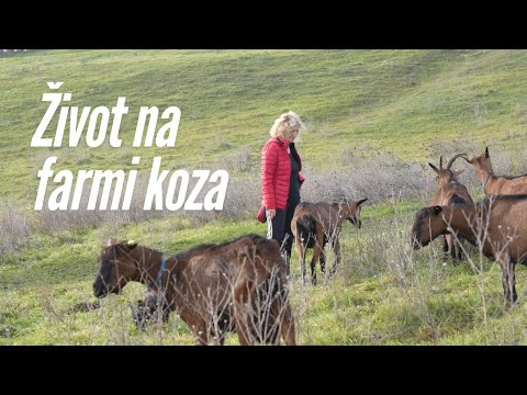 Kako izgleda život na farmi koza u Pavlovcima? Posetite gazdinstvo Benežan!