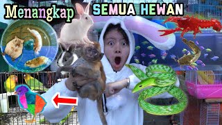 Download lagu Catch Cute Animals, Rabbits, Monkeys, Snakes, Catfish, Crabs, Hamsters! BIRD CAN TALK mp3 Download lagu Catch Cute Animals, Rabbits, Monkeys, Snakes, Catfish, Crabs, Hamsters! BIRD CAN TALK mp3
