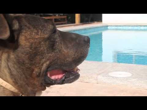 Falsos mitos sobre los Pitbull (Documental)