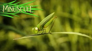 Minuscule - The grasshopper who didn't / La sauterelle qui ne savait pas sauter (Season 2)