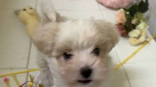 ハーフ犬の動画01