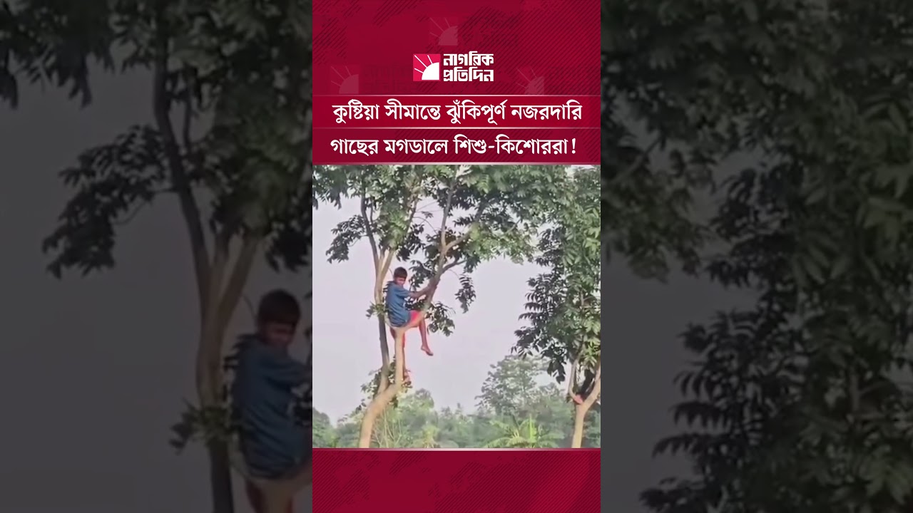 কুষ্টিয়া সীমান্তে ঝুঁকিপূর্ণ নজরদারি, গাছের মগডালে শিশু-কিশোররা!