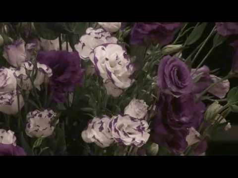 QUEM NOS DÁ ESTA LUZ - FLOR DE JAGUBE - GERMANO 25