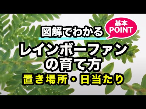 フリノケファルスについて詳しく解説