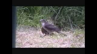 Sparrowhawk Vs Magpies.