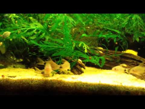 Corydoras Caudimaculatus breeding and laying Eggs