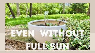 This Solar Fountain Made My Backyard Feel Expensive