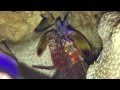 MrSkrimpy The Peacock Mantis Shrimp feeding at ...
