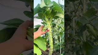 Download lagu Shanghai Qing#Agricultural planting#Agriculture rural areas and farmers#High-quality mp3