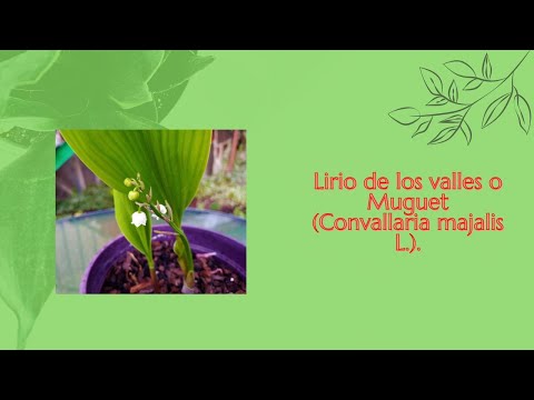 , title : '🍀 Lirio de los valles o Muguet (Convallaria majalis L.). 🍀'