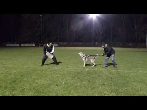 Protection with Czechoslovakian Wolfdog , helper Miroslav Tomic