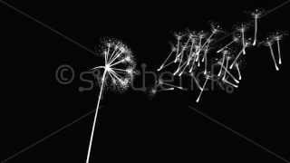 Dandelion Wishes on black background. With luma matte (alpha channel).