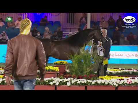 N 267 GABEL ATHBAH   King Abdulaziz Arabian Horse Center Show 2021   Stallions 4 6 Years Old Class 1